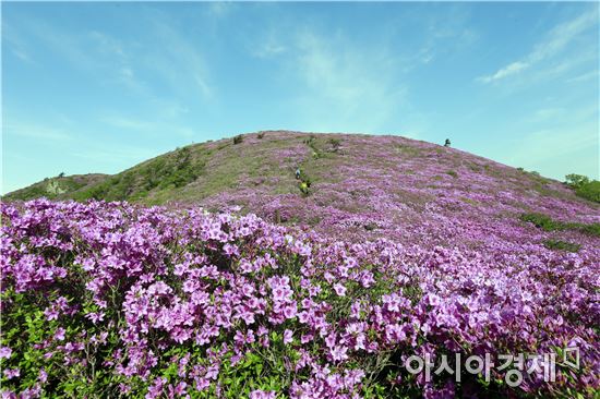 보성군, 내달 6일 제16회 일림산 철쭉문화행사 개막