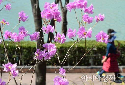 [포토]완연한 봄날씨에 활짝 핀 진달래 