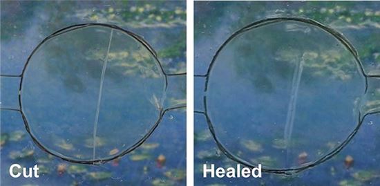 UCR의 차오 왕 연구팀은 긁힘이나 상처로부터 자가치유 능력을 지닌 물질을 개발했다. 연구팀에 따르면, 재료가 절반으로 찢겨지고도 24시간 후 자동으로 완전히 다시 뭉쳤다.  <사진=왕 연구팀/BI>