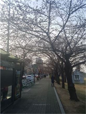 지난 4일 오후 여의도 벚꽃축제가 열리는 여의서로 벚나무들이 가지만 앙상하게 드러내 놓고 있다.