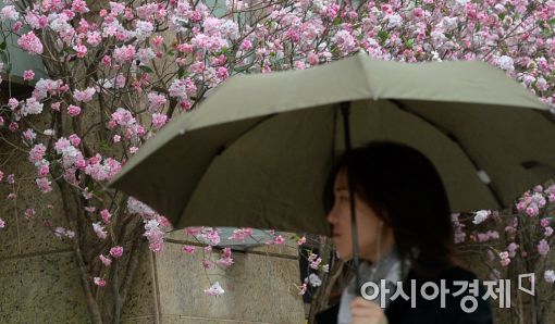 [포토]'봄비야 반가워'