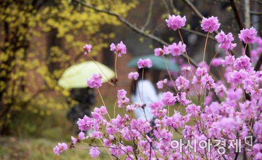 [포토]봄비 내리는 4월