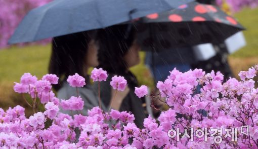 [포토]그윽한 진달래 향기