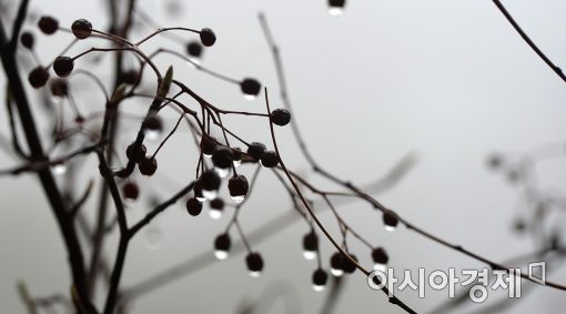 [포토]봄비 품은 열매