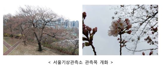 서울 벚꽃 6일에 공식 개화…평년보다 4일 빨라