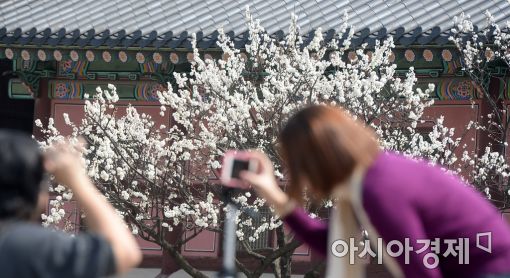 [포토]벚꽃 즐기기