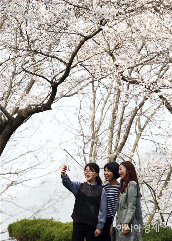 벚꽃 만개한 함평공원