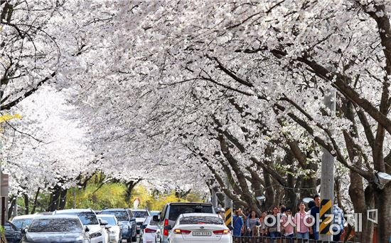 구례군 섬진강변 벚꽃, 봄의 절정