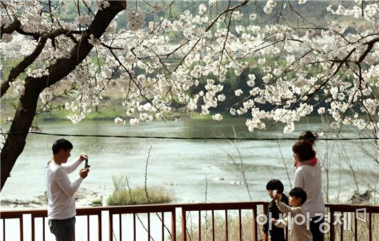 구례군 섬진강변 벚꽃, 봄의 절정