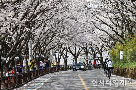 전남도, 벚꽃 만개 남도 영화 촬영지로 홍보한다