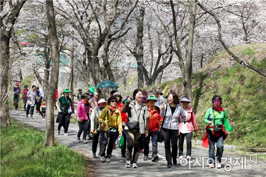 [포토]광주 동구, 너릿재 옛길에서 벚꽃과 함께 걸어요
