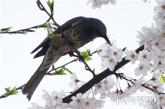 [포토]벚꽃놀이 즐기는  '직박구리'