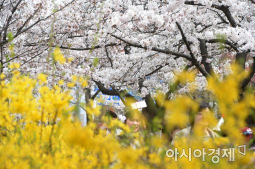 [포토]'벚꽃과 개나리 사이로'