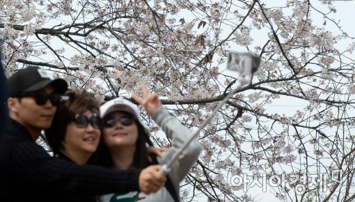 [포토]벚꽃 아래 추억