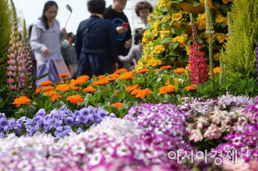 [포토]2017 여의도 봄꽃축제
