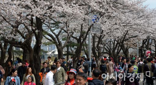 [포토]2017 여의도 봄꽃축제