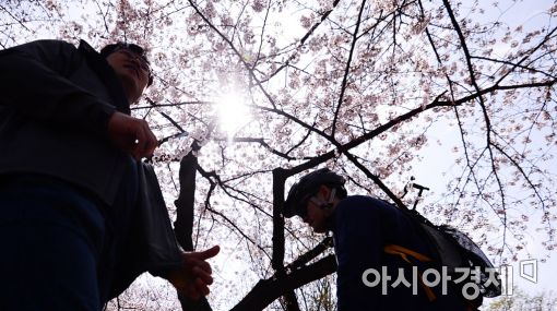 [포토]벚꽃 만발한 윤중로