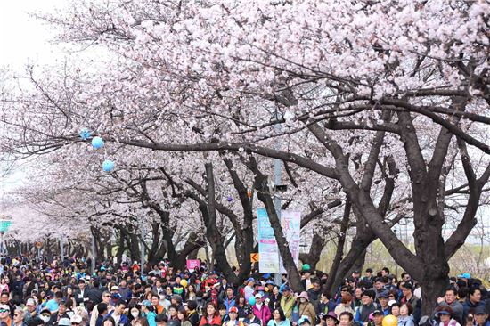 여의도 봄꽃축제...주말 389만명 꽃길 걷다 