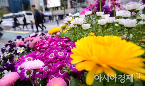 [포토]봄 맞은 광화문광장