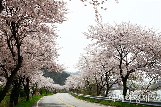 해안도로 따라 활짝 핀 벚꽃 명소 “영광으로 떠나자”