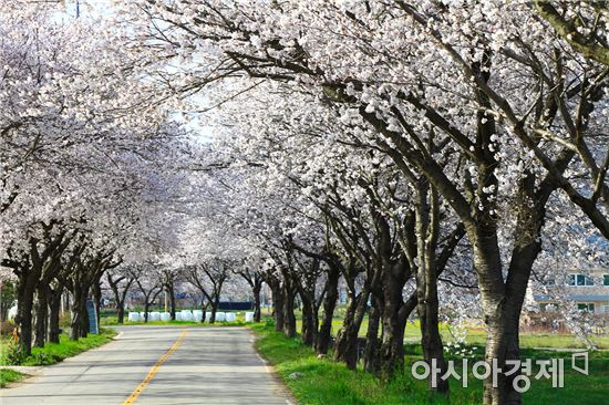 해안도로 따라 활짝 핀 벚꽃 명소 “영광으로 떠나자”