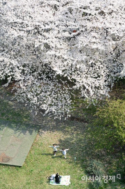 [포토]벚꽃나무 아래 추억
