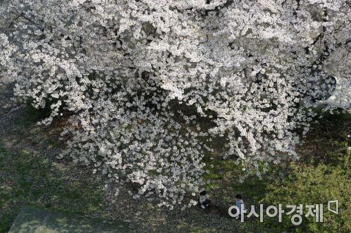 [포토]벚꽃나무 아래 동심