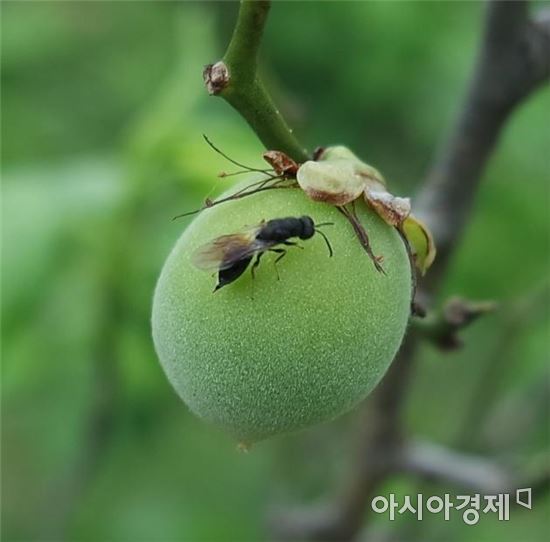 곡성군, 복숭아씨살이좀벌 적기방제 집중 홍보