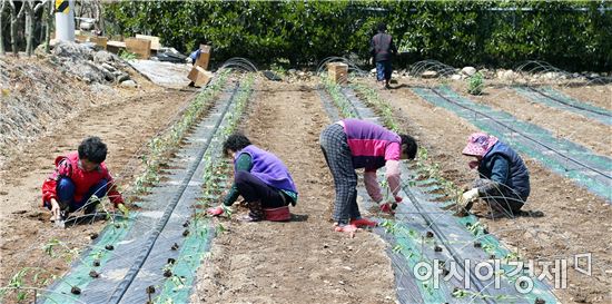 [포토]봄 햇살 아래 고추모종 심기 ‘구슬땀’ - 아시아경제