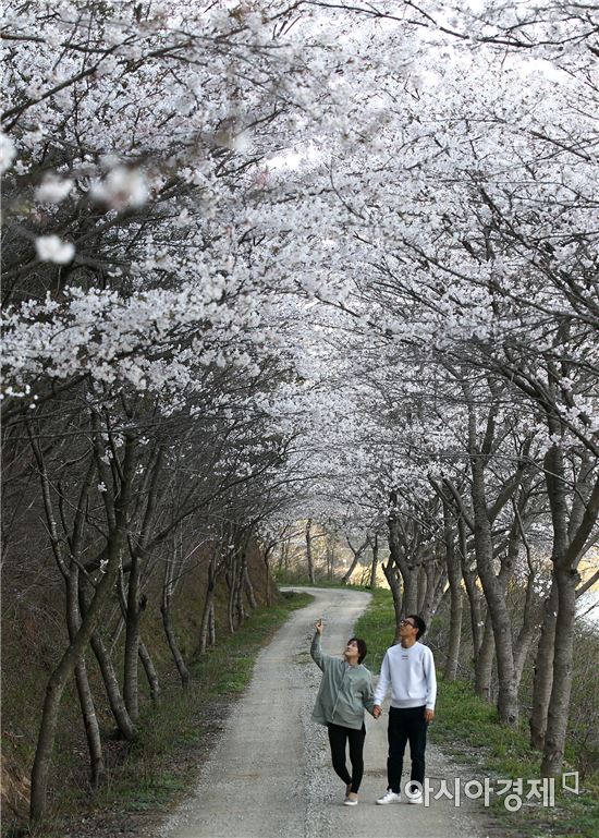 숨은 비경 함평군 신광면 동정저수지 벚꽃길
