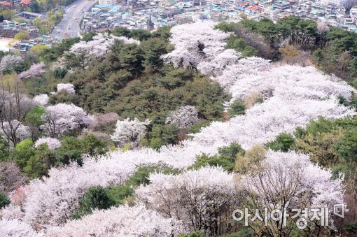 [포토]벚꽃으로 물든 남산