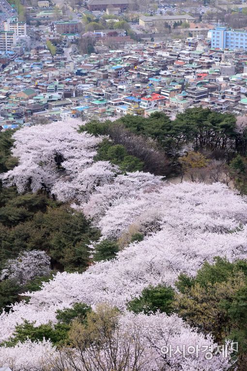 [포토]남산은 벚꽃 절정 