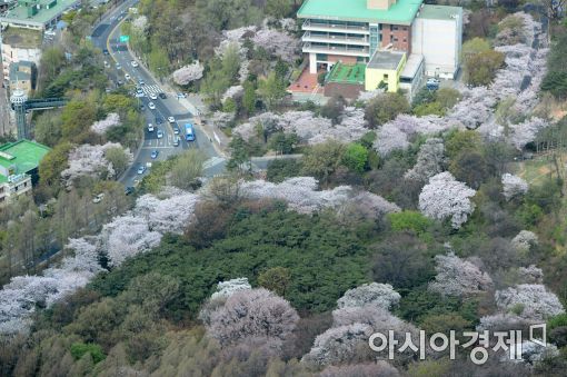 [포토]'올해 벚꽃엔딩은 남산에서'