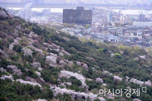 [포토]벚꽃 피는 남산