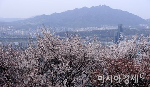 [포토]벚꽃 그리고 서울
