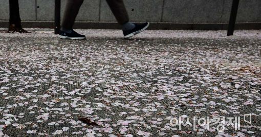 [포토]'벚꽃엔딩'