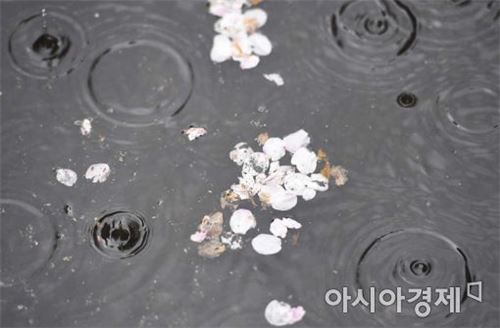 [포토]'벚꽃퐁당'