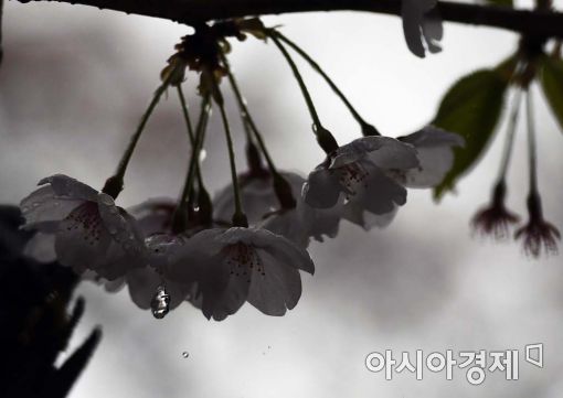 [포토]'벚꽃이 봄비를 만났을 때'