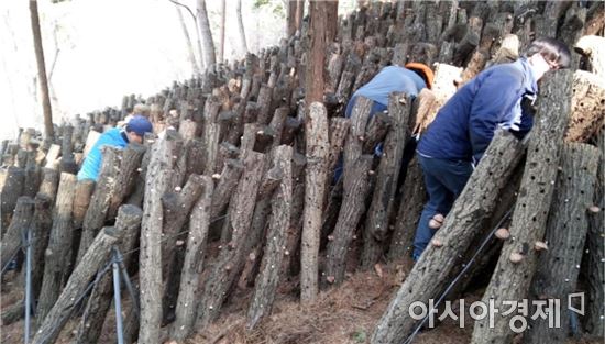 표고버섯 수확에 부족한 일손, 장흥군 공무원이 나섰다