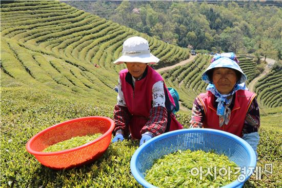 초록이 펼쳐진 세상, 보성녹차 햇차(茶) 수확