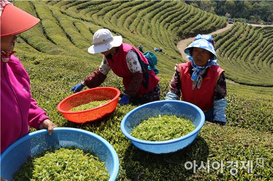 초록이 펼쳐진 세상, 보성녹차 햇차(茶) 수확