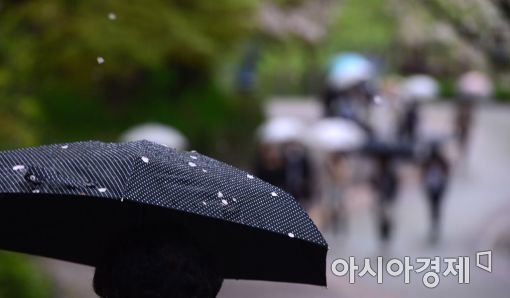 [포토]'벚꽃 비 맞으며'