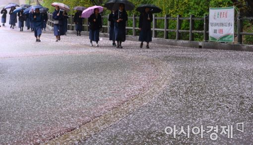 [포토]벚꽃 비가 내린 날 