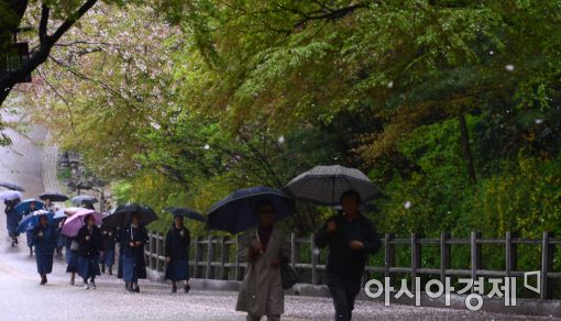 [포토]'벚꽃이 내리네'