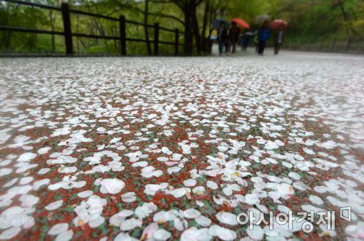 [포토]떠나보내기 아쉬운 벚꽃
