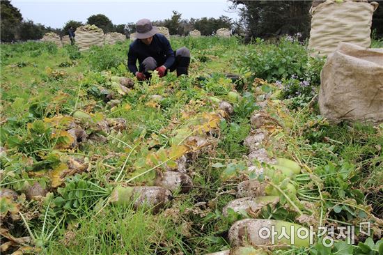 CJ프레시웨이, 농가 계약재배 여의도 면적 4배로…10개 품목 2만8000t 소화