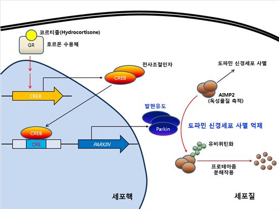 ▲코르티졸의 도파민 신경세포 사멸 억제 메커니즘 모식도.[사진제공=DGIST]