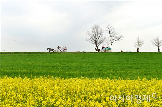 '눈부신 초록빛' 제14회 고창 청보리밭축제, 22일 개막