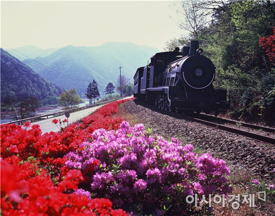 붉은 철쭉으로 물든 곡성에서 봄을 즐겨보세요