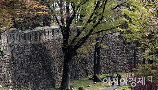 [포토]벚꽃 휘날리는 남산